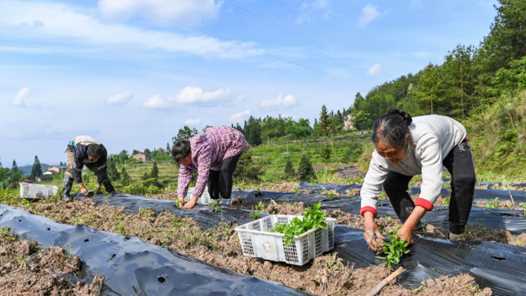 20260412055717-69db343dd21d9.jpg 内蒙古科右前旗:助乡村振兴,返乡创业去