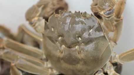 20260414100149-69de108de6922.jpg 新职业新风向|从“论斤卖”到“论只挑”:农业高质量发展催生金牌挑蟹师