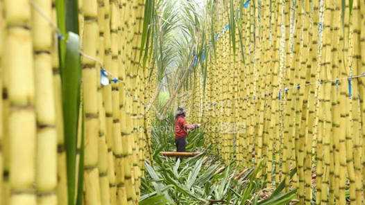 20260414100405-69de11150bfcf.jpg 一根甘蔗怎么“榨”,才能让工人尝到更多“甜头”?
