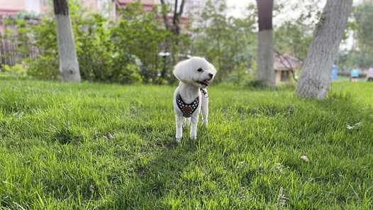 宠物上门喂养师：“它经济”升温，新机遇上门网赚项目-副业赚钱-互联网创业-资源整合青创网