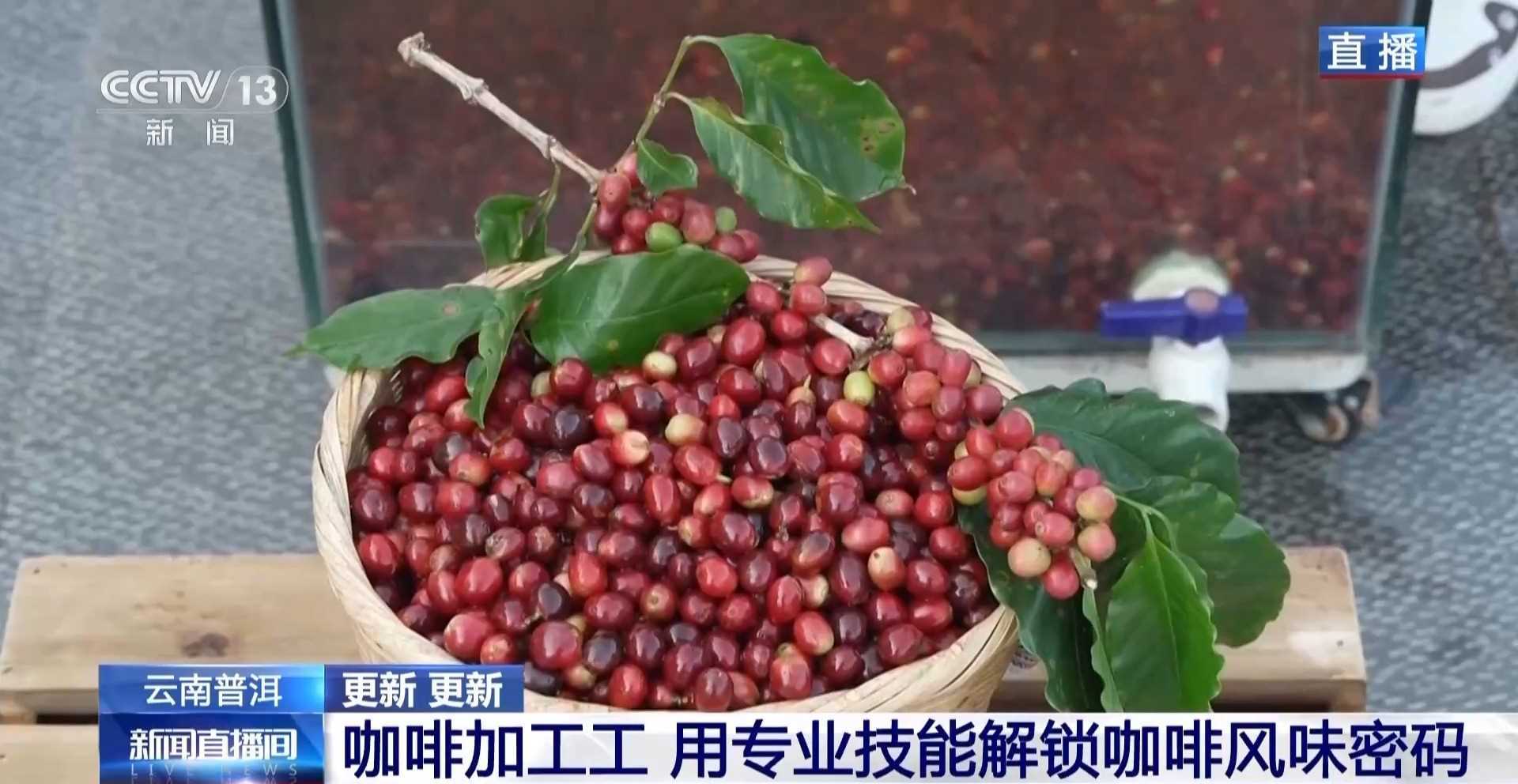 视频丨专业技能解锁风味密码 走近新职业“咖啡加工工”