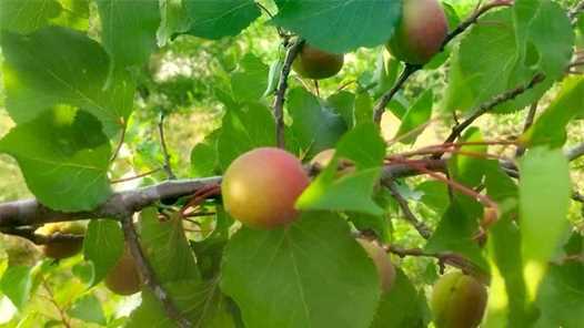 不掉队 赶上来｜小小新梅带动二十余万人就业网赚项目-副业赚钱-互联网创业-资源整合青创网