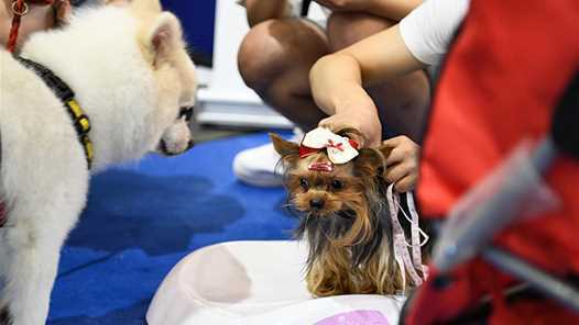 全国性畜牧业职业技能大赛首次落地吉林农安网赚项目-副业赚钱-互联网创业-资源整合青创网